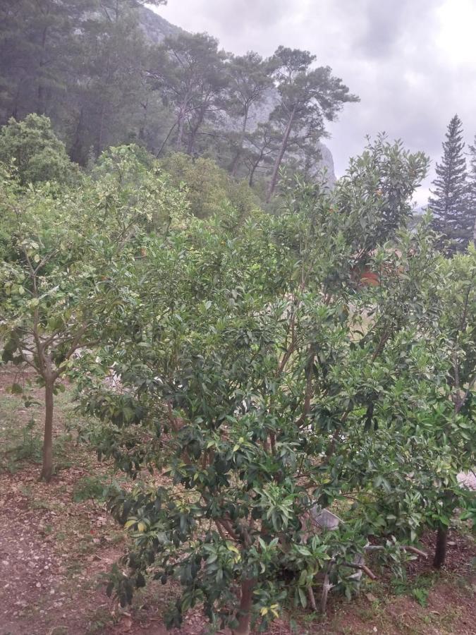 Village Garden Pansiyon Antalya Luaran gambar